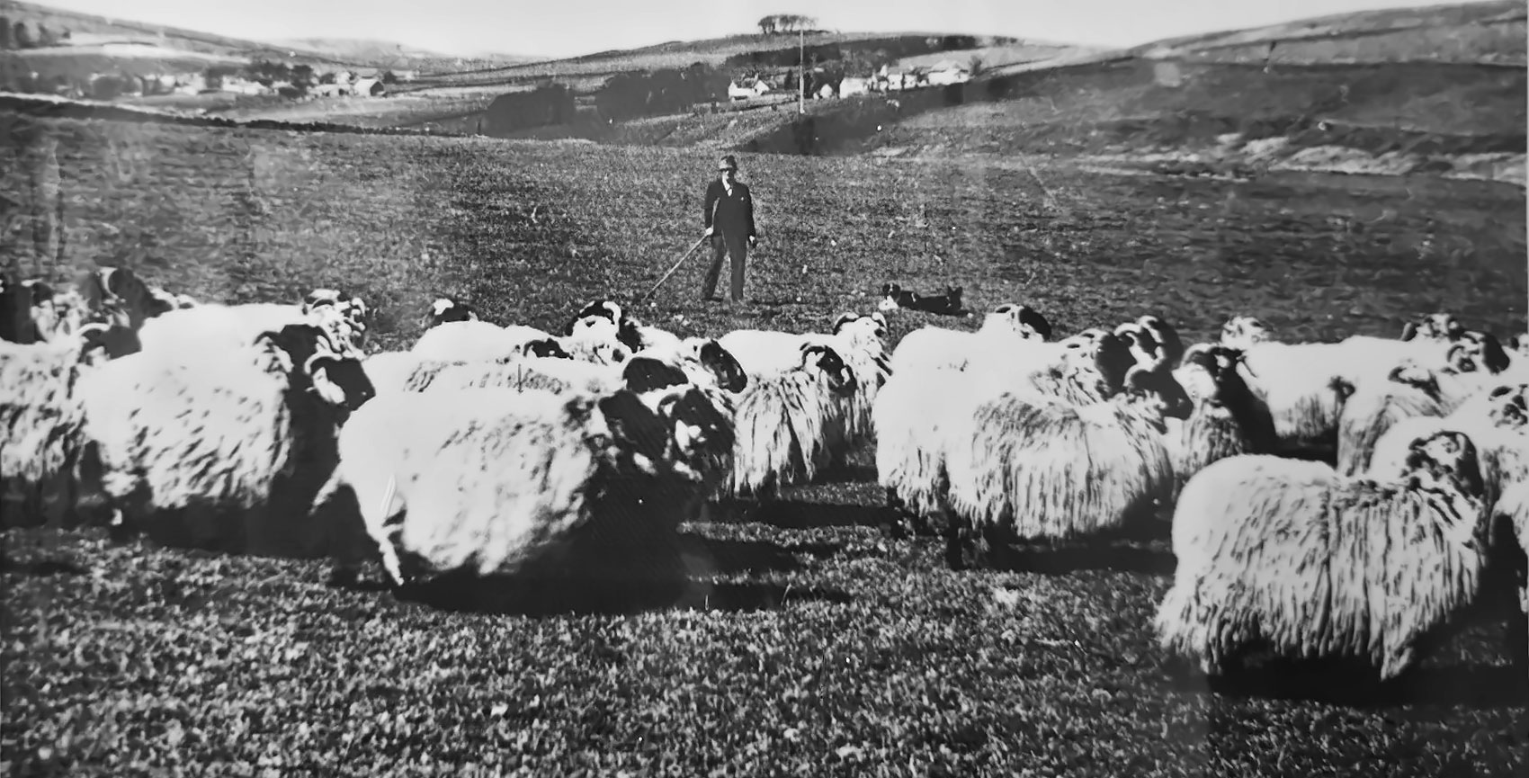 Historic flock of sheep with shepherd in the Crawfordjohn countryside