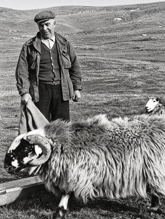 Lachlan (Lachie) MacDonald, shepherd at Stonehill, with a blackface tup